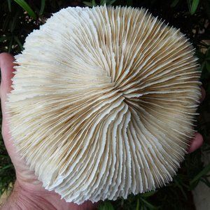 huge giant 7 inch mushroom sea shell coral reef aquarium natural decor